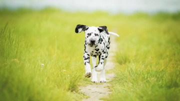 щенок долматинец, бежит, трава, поле, 3840x2160, 4k