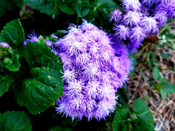 Агератум, синие садовые цветы