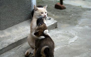 кот в обнимку с собакой, смешные животные, обнимашки, фото, A cat in an embrace with a dog, funny animals, hugs, photo