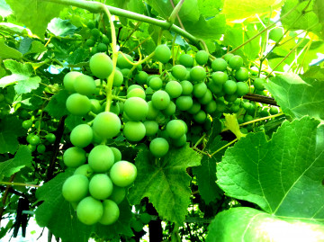 3260х2440, виноград, зеленый, гроздья, листья, лоза, ягода, еда, grapes, green, clusters, leaves, vine, berries, food