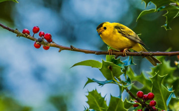 чиж, желтая птичка на ветке, красные ягоды, листья, яркие обои на рабочий стол, Spinus Spinus, yellow bird on a branch, red berries, leaves, bright wallpaper on your desktop