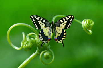 растение, бабочка махаон, макро, зеленый фон