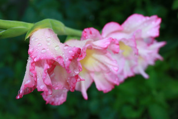 Фото бесплатно зелени, лето, макро, розовые цветы