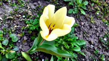 4к обои первый белый тюльпан ранней весной 3840х2160