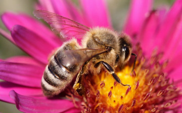 макро, пчела на цветке, лепестки, пыльца, насекомое