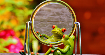зеленая лягушка, отображение в зеркале, смешные креативные обои