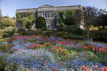Фото бесплатно сад, тюльпаны, Ирландия, цветы, город