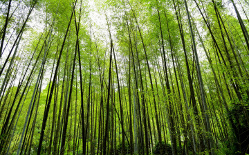 зелёный высокий бамбук - растение