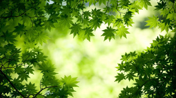 листья, зелень, лето,природа, красивые, яркие обои, Leaves, greens, summer, nature, beautiful, bright wallpaper