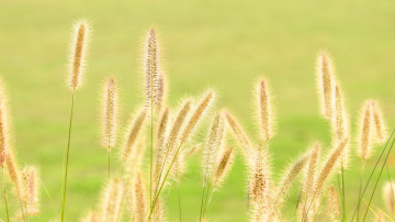 трава, желтые колоски, лето, природа, 2560х1440