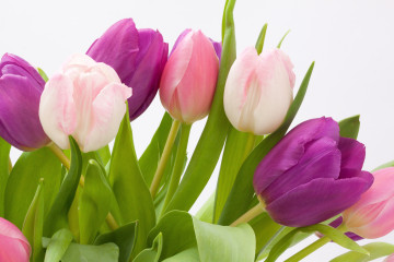 букет тюльпанов, цветы, бутоны, белый фон