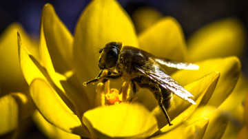 макро, пчела, насекомое, жёлтый цветок, 3840х2160, 4к обои