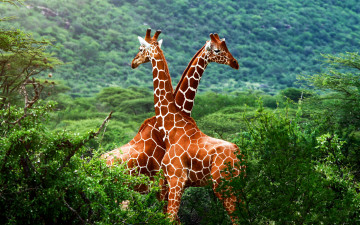 2560х1600 жирафы на красивой природе