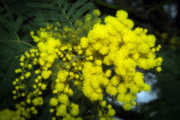 Мимоза в марте, цветы, весна, букет, жёлтые цветы