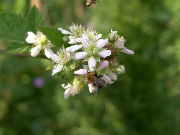 цветок, пчела, макросъемка, хорошее качество, цветущее дерево, картинка, заставка, flower, bee, close-up, good quality, pictures, screensavers,
