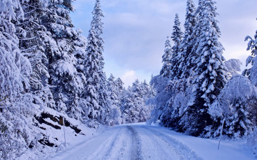 3840х2400 4к дорога через лес снег зима
