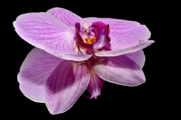Фото бесплатно розовая орхидея, минимализм, цветок, макро, черный фон