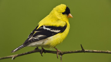 male american goldfinch, желтая птичка, фон цвета хаки