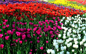 2560х1600 поле разноцветных тюльпанов
