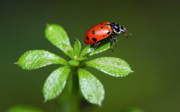 Красный жук на зеленом цветке, зеленый фон, Божья коровка, супер обои, Red beetle on green flower, green background, Ladybug, super wallpaper
