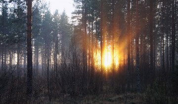 рассвет, солнечные лучи сквозь деревья, лес, сосна, природа, утро