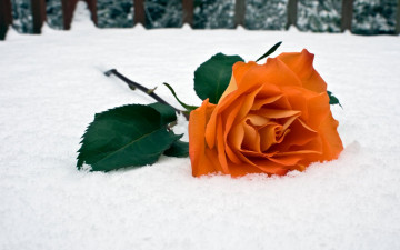 роза на снегу, мороз, зима, цветок, яркие, красивые обои, Rose in the snow, frost, winter, flower, bright, beautiful wallpaper
