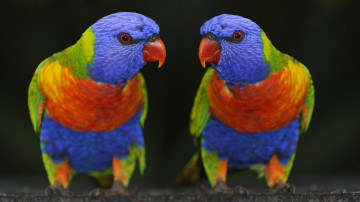 Яркие Попугаи, разноцветные птицы, самые яркие птицы планеты, фото на рабочий стол, Bright parrots, colorful birds, bird brightest planet, photo on your desktop