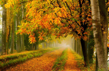 золотая осень, парк, деревья, желтые листья