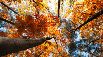 осень, лес, желтые кроны деревьев, красивые обои, природа