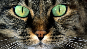 кошка, морда, глаза, домашние животные, chat, visage, yeux, animaux de compagnie, 貓，臉，眼睛，寵物