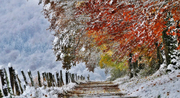 зима, деревья в снегу, тропинка, природа, Winter trees in the snow, pathway, nature