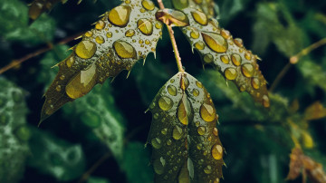 мокрые листья, макро, дождь, капли