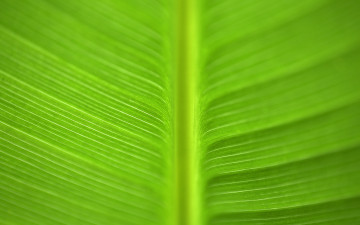 зеленый лист, макро, яркие, красивые, летние обои, Green leaf, macro, bright, beautiful, summer wallpaper