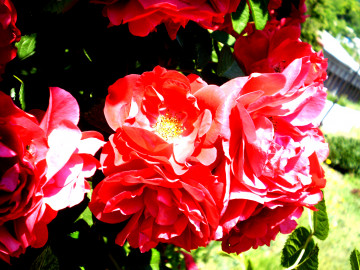 красные розы, цветы, кустовые розы