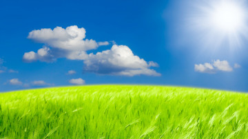 пшеничное поле, хлеб, злаки, голубое небо, облака, солнце, лето, яркая зелёная трава, природа, 3840х2160, 4к