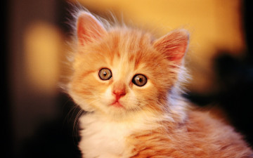 Котенок рыжий, маленький, домашние животные, Kitten red, small pets