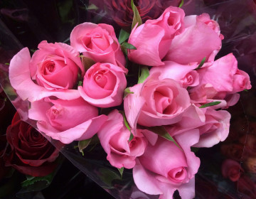 Фото бесплатно цветы, красивые розы, розовый букет