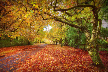 парк, дорога, обои высокого качества, осень, листья, природа