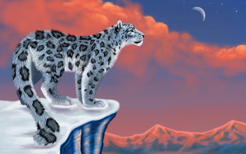снежный барс, картинка, небо, луна, обои, Snow leopard, picture, sky, moon, wallpaper