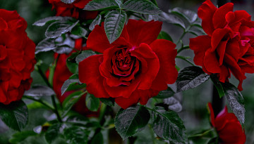 красные розы, цветы