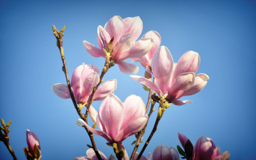 весна, цветы, цветущая веточка на фоне неба, фото, Spring, flowers, flowering branch against the sky, photo