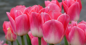 розовые тюльпаны, весенние цветы
