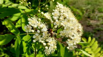 цветущая ветка рябины с пчелой 4К обои скачать весна 3840х2160
