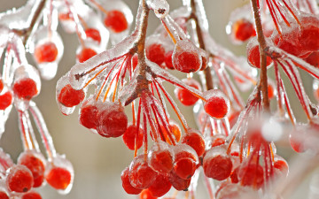 рябина во льду, красные ягоды, макро, зима, оттепель, rowan in ice, red berries, macro, winter, thaw
