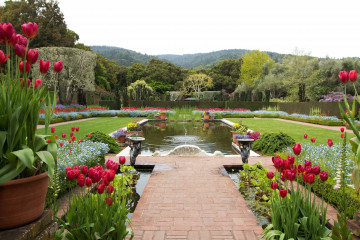 Фото бесплатно США, Калифорния, сад, природа, цветы, растения