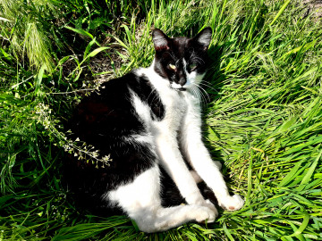 домашний кот, чёрно-белый, кот в траве, зелёная трава, весна, кот