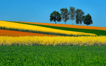 Фото бесплатно поле с цветами, деревья, цветы, яркие обои, лето, пейзаж
