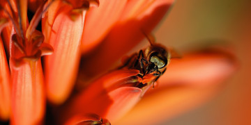 оранжевый цветок, алоэ, макро, пчела, нектар