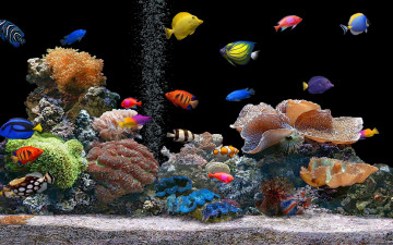 яркие аквариумные рыбки, дно, водоросли, прекрасные обои, Bright aquarium fish, bottom, algae, beautiful wallpaper