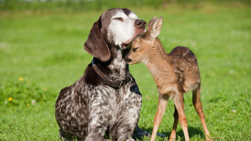 Олененок с собакой, обнимашки, трава, смешные животные, зеленый фон, A fawn with a dog, hugs, grass, funny animals, green background